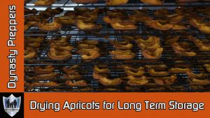Dynasty Preppers Drying Apricots Longterm Food Storage