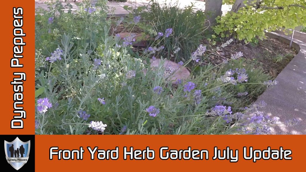 July Herb Garden Update Thumbnail
