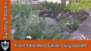 July Herb Garden Update Thumbnail