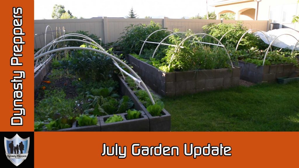 Dynasty Preppers July 2016 Garden Update