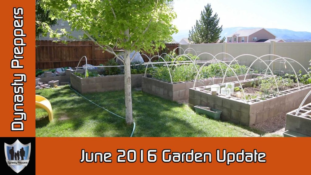 Dynasty Preppers Video June 2016 Garden Update