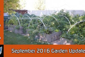 September 2016 Garden Update