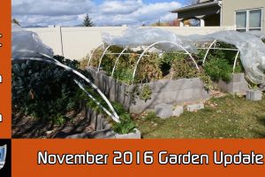 November 2016 Garden Update and Questions Answered